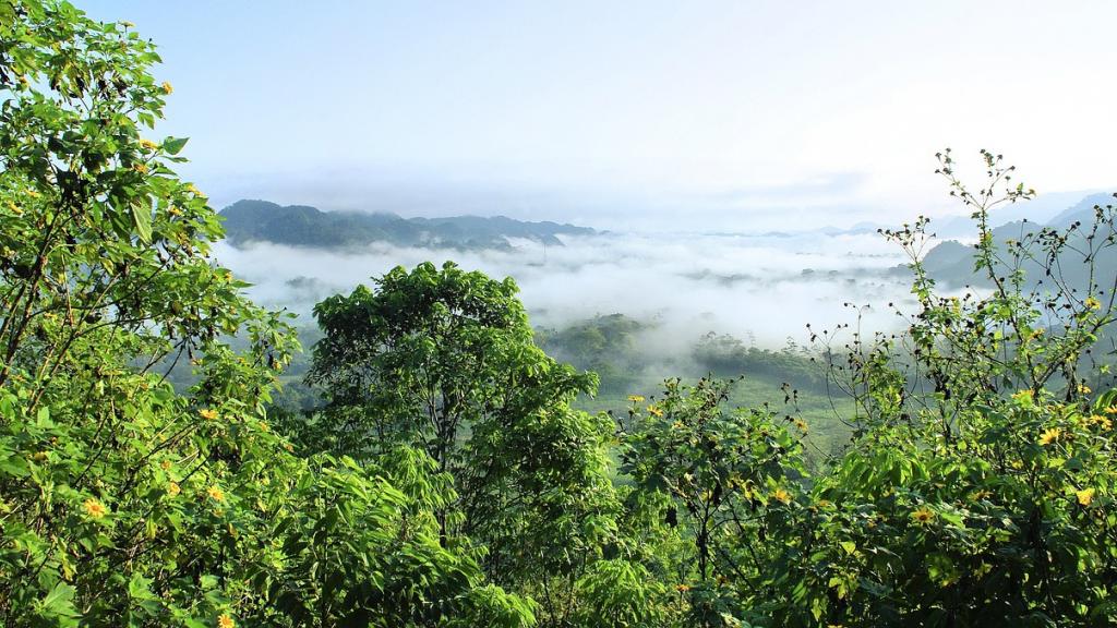 Ils reforestent 600 hectares de forêt amazonienne