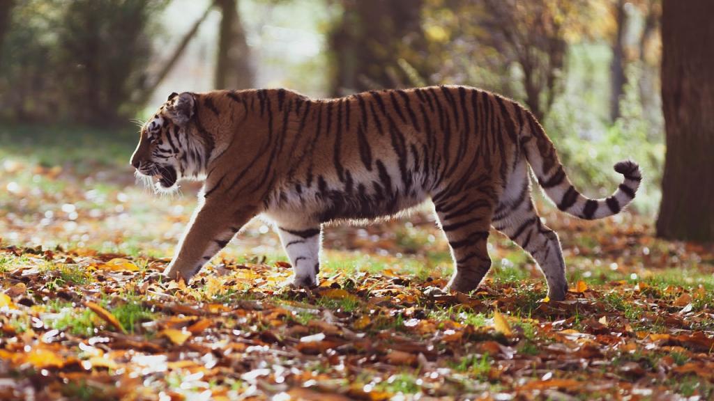 Protection des animaux : les tigres sont plus nombreux qu’avant 