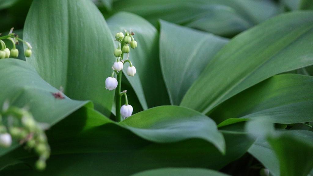  Pourquoi le muguet n’est pas très écolo ? 