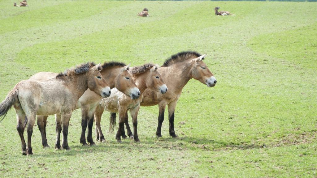 Le cheval de Przewalski des steppes de Mongolie