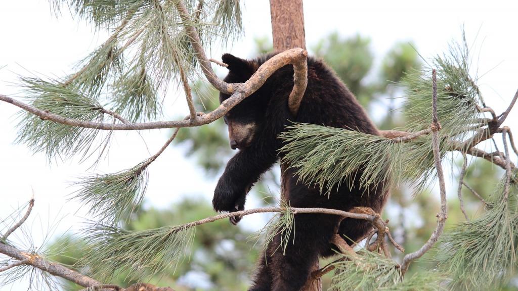 bébé ours dans les pyrénées