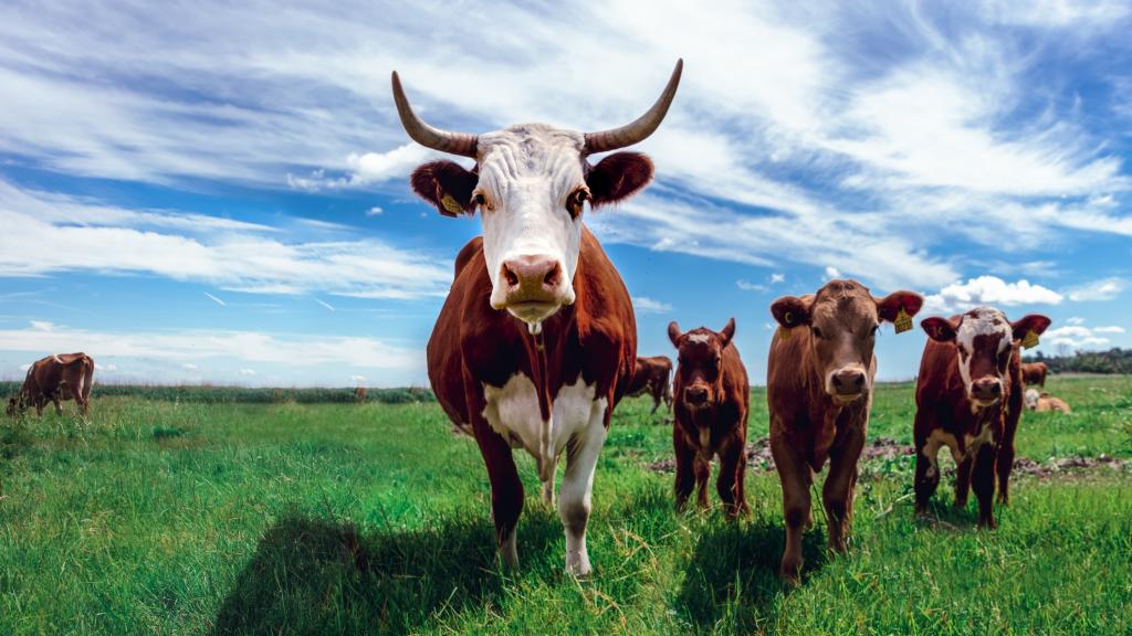 Les vaches dans les prairies peuvent atténuer le réchauffement climatique