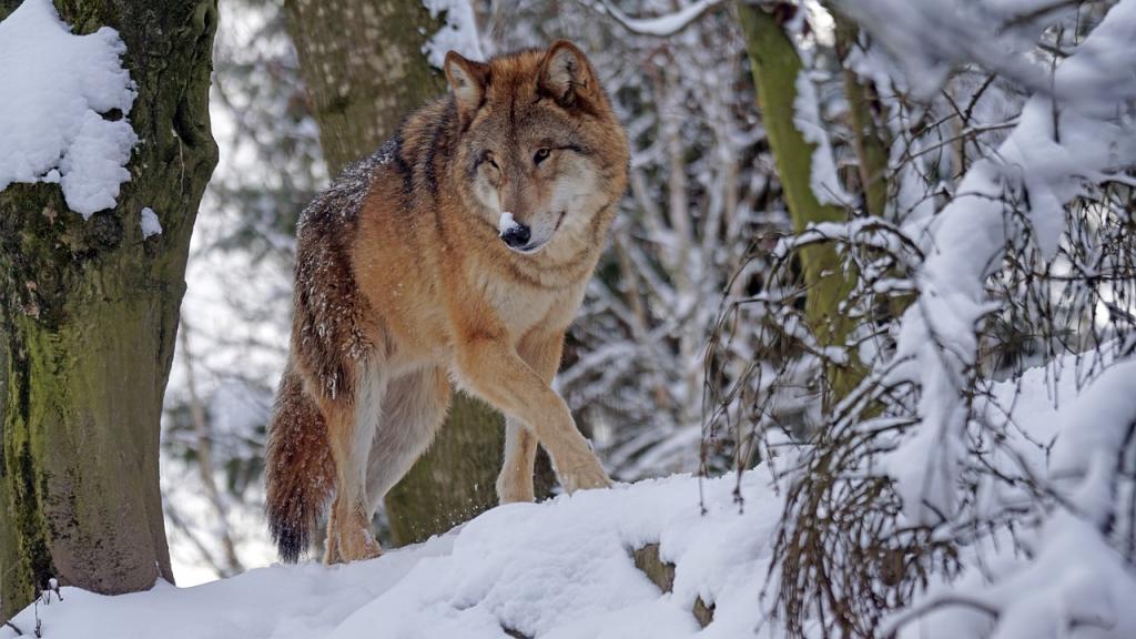 Le loup, le meilleur allié de notre écosystème