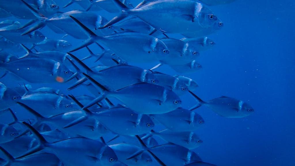 La passe à poisson