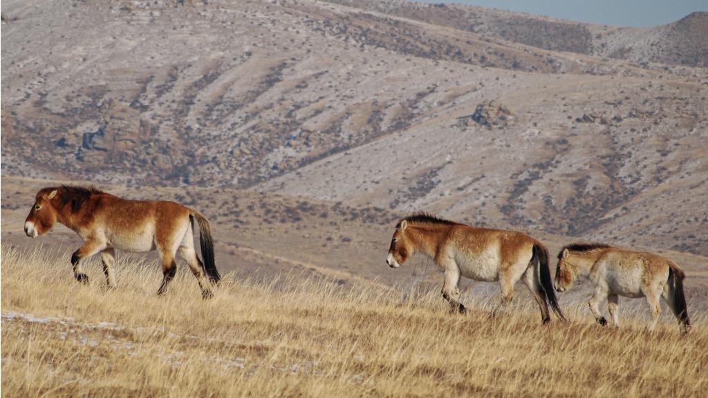 Cheval de Przewalski