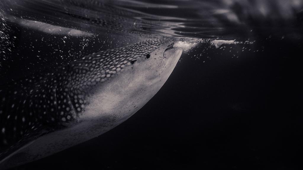 requin baleine