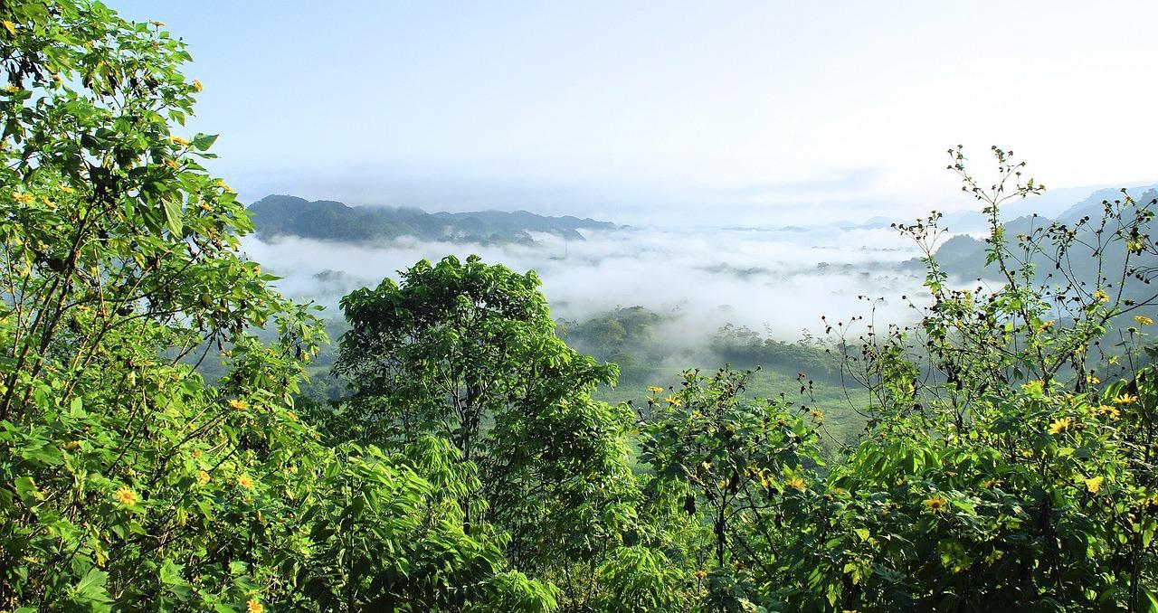 Ils reforestent 600 hectares de forêt amazonienne