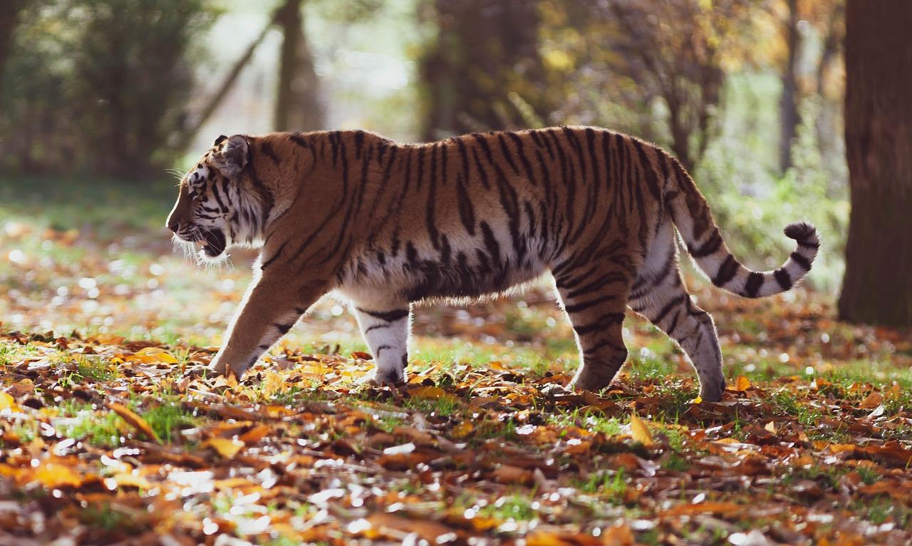 Protection des animaux : les tigres sont plus nombreux qu’avant 
