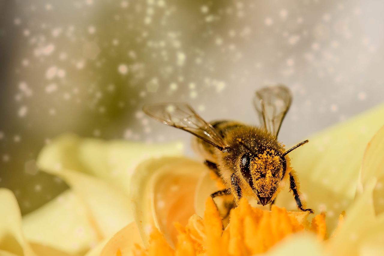 5 technologies étonnantes pour protéger nos amies les abeilles