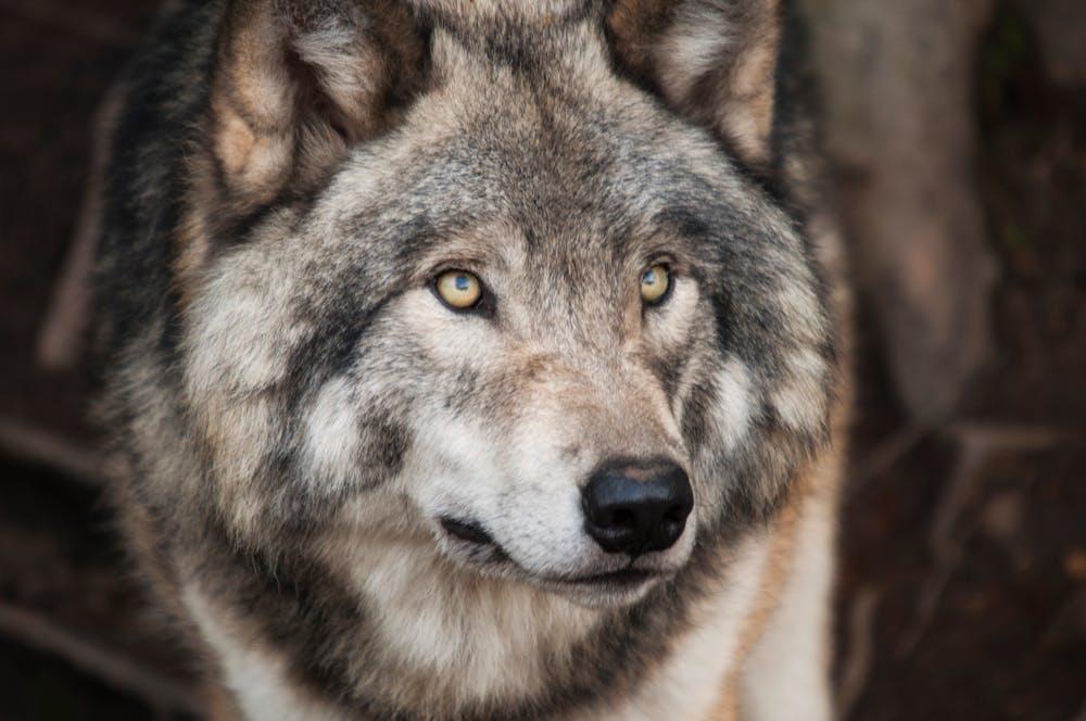 Le loup gris, un super animal pour le climat
