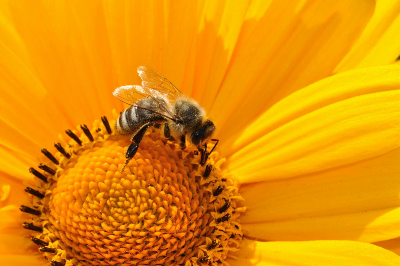 Allergies au pollen