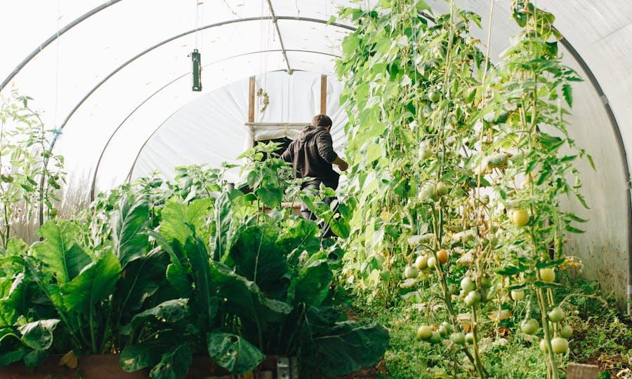 La cité maraichère à Romainville pour produire des légumes en agriculture durable