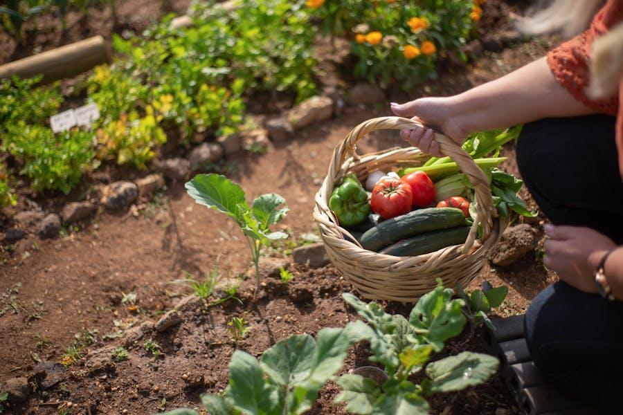 Potager en permaculture