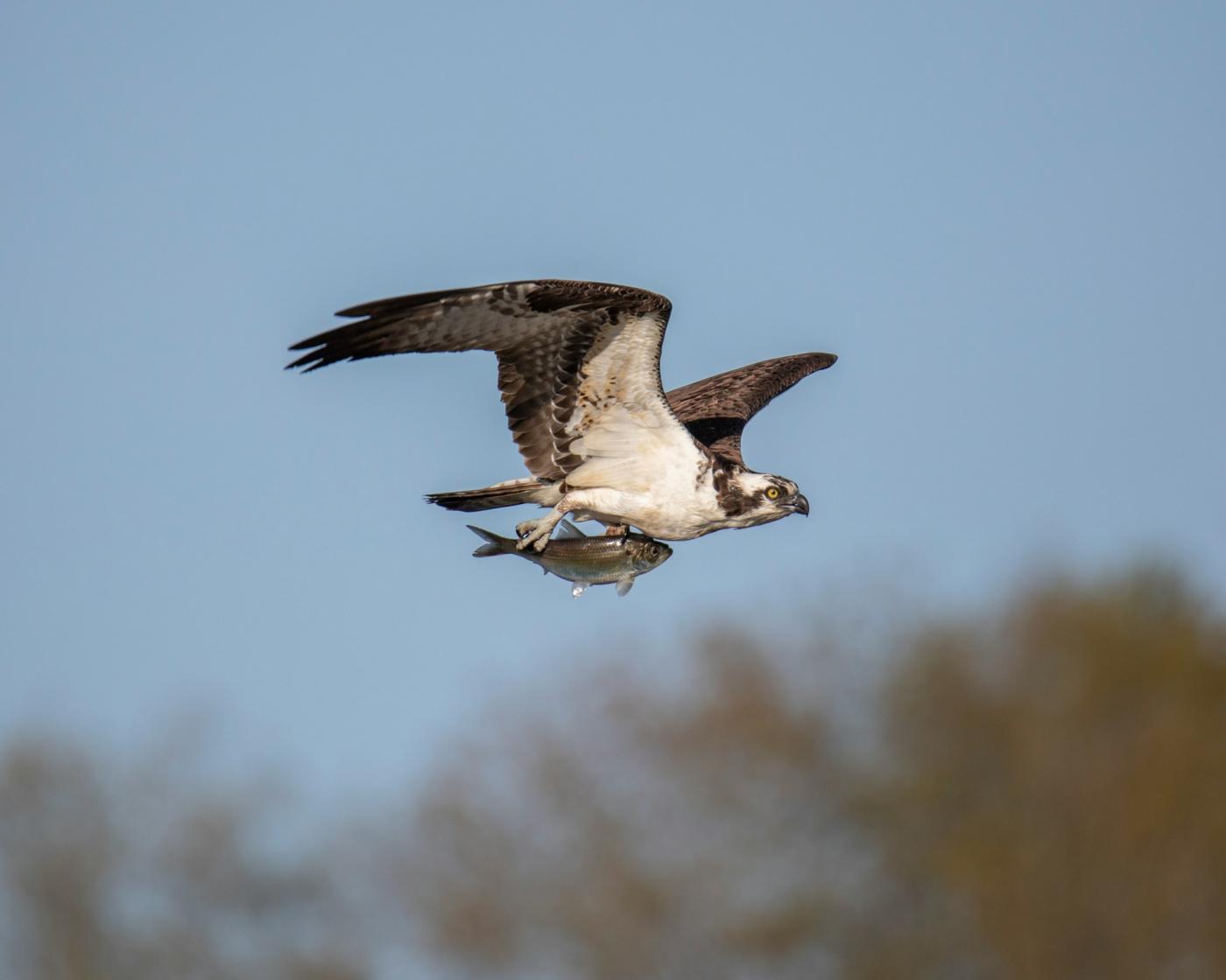 Le Balbuzard Pêcheur, une espèce d'oiseau protégée en Corse