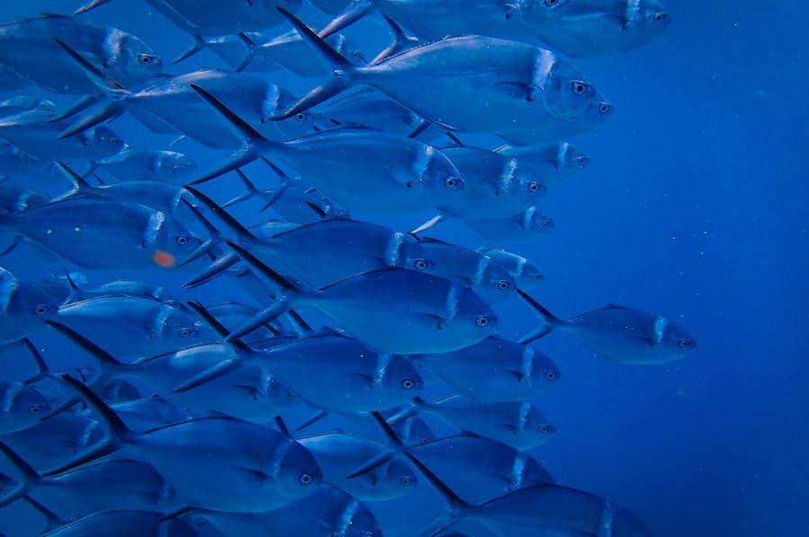 La passe à poisson