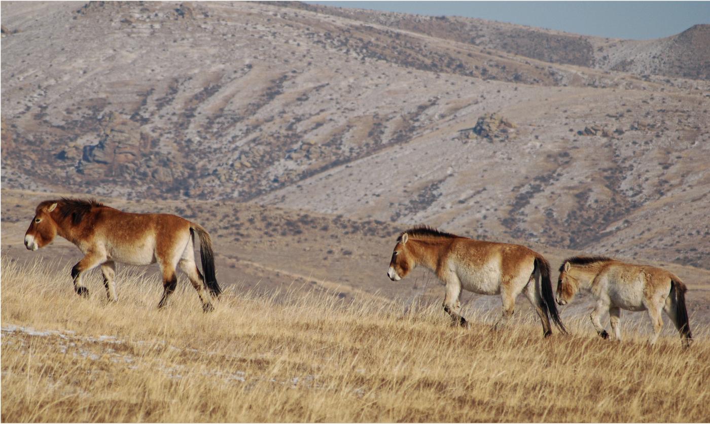 Cheval de Przewalski