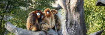 Les singes dorés viennent d'arriver au ZooParc de Beauval ! Découvrez cette espèce rare accueillie pour la première fois hors d’Asie au célèbre zoo français.