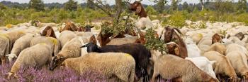 MOUTONS TONDEUSES